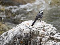 Bachstelze auf Fels in der Prien